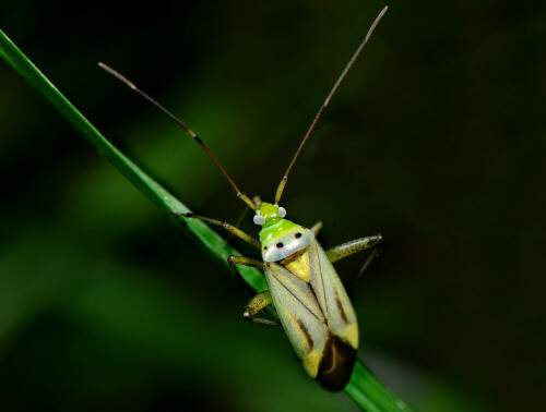 Großaufnahme der Blindwanze Calocoris norvegicus.

Aufnameort: Eigener Garten in Weidenbach (Mittelfranken)
Kamera: Nikon D600