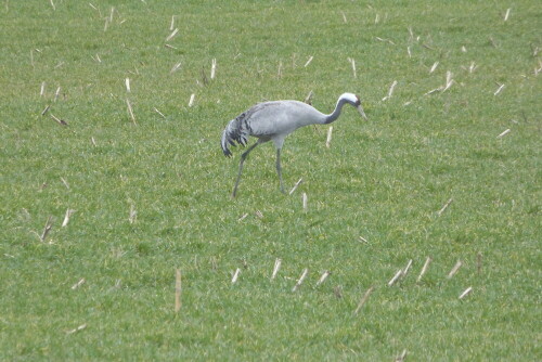 Eine von ca. 4 - 500 Exemplaren. Der Rest war zum Fotografieren
zu weit weg.

Aufnameort: Etang de Lindre/Lothringen/Frankreich
Kamera: Lumix FZ 48