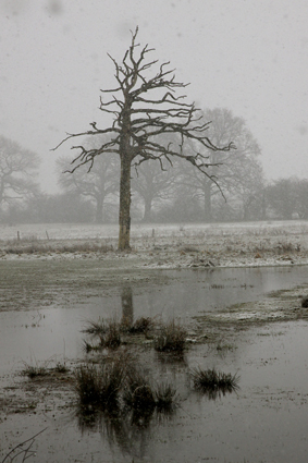 wiesen-im-schnee-7791.jpeg