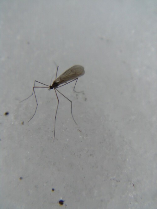 wintermucke-trichoceridae-8255.jpeg