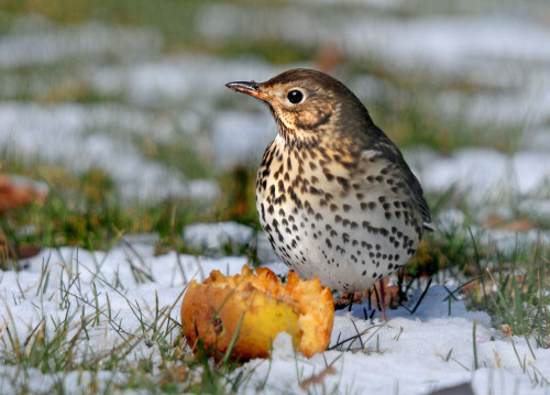 singdrossel-turdus-philomelos-13516.jpeg