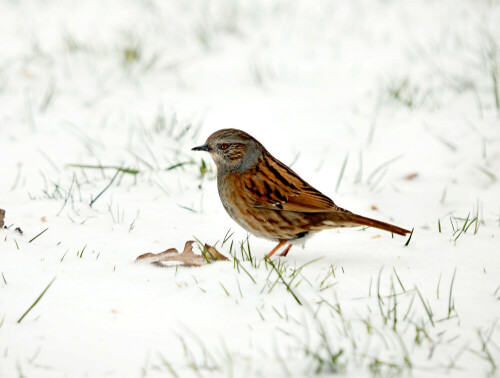 heckenbraunelle-prunella-modularis-im-schnee-13520.jpeg