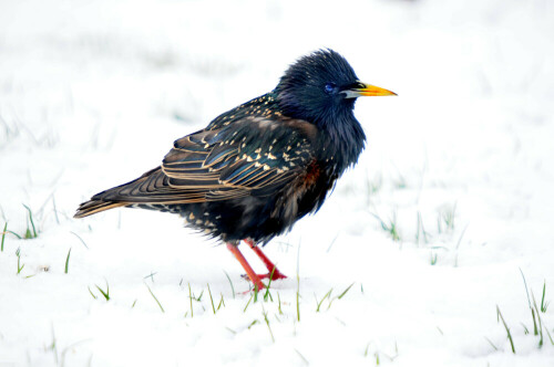 star-sturnus-vulgaris-im-schnee-13517.jpeg