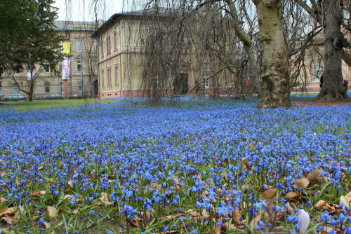 Im Schlosspark von Karlsruhe erblüht in jedem Frühjahr ein Blausternchenmeer

Aufnameort: Schloßpark Karlsruhe, 31.03.2013
Kamera: Canon EOS 600D, 1/60;,8,0; 18,0mm; ISO 100