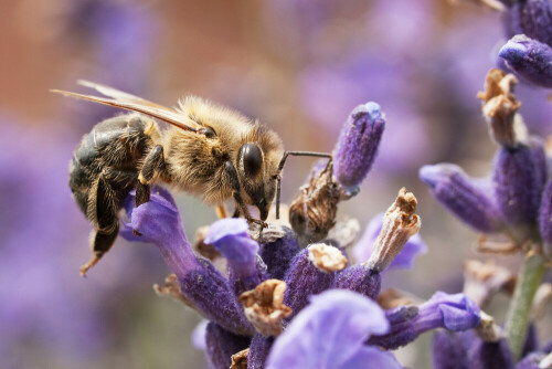 Biene auf Lavendel

Aufnameort: Garten
Kamera: E-3, Olympus