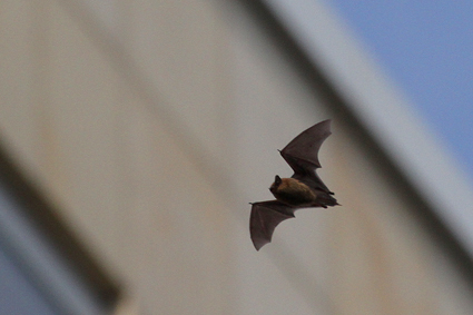 zwergfledermaus-fliegt-am-tag-7823.jpeg