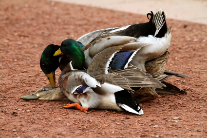 drei-stockerpel-auf-einer-ente-7833.jpeg