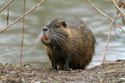 nutria-7790.jpeg