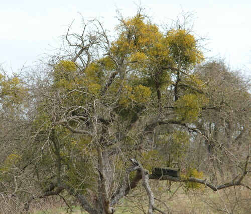 ein-von-misteln-besiedelter-alter-obstbaum-9419.jpeg