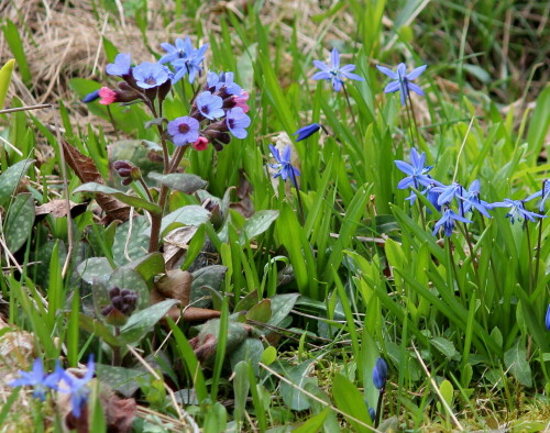 Die Knospen und jungen Blüten des Lungenkrauts (Pulmonaria officinalis) sind rot, die älteren Blüten blau. Lungenkraut hat sich in unserem Garten von selbst angesiedelt und ist eine begehrte Hummelweide.

Aufnameort: Marburg, Vorgarten An der Zahlbach 19, 14.04.2013
Kamera: Canon EOS 600D 1/200; 5,6; 131,0mm; ISO 160