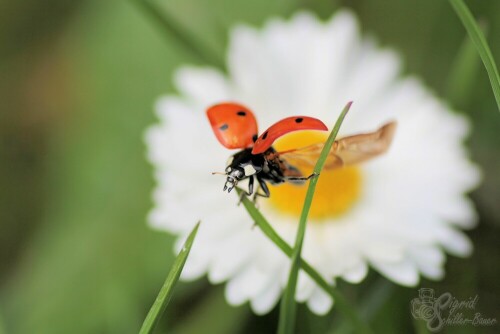 

Aufnameort: Regen/Bay. Wald
Kamera: Canon EOS 60D