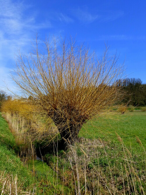 Kopfweide im Frühling

Aufnameort: Rheinebene im Breisgau
Kamera: Panasonic