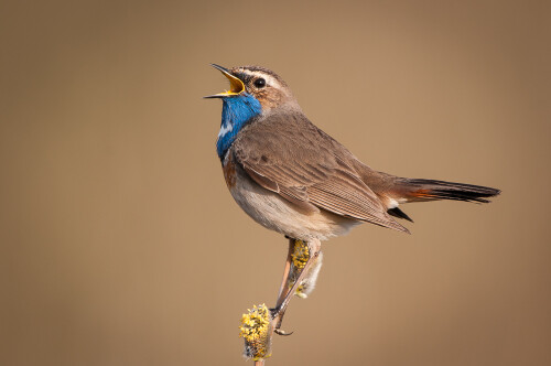 singendes-blaukehlchen-7854.jpeg