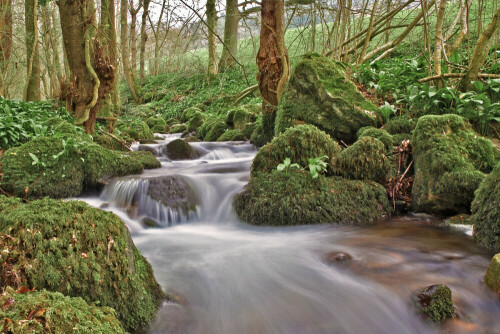 Vom Berg ins Tal (Glottertal) - und für Naturfotografen ein Eldorado an Motiven. Es bleibt zu hoffen, dass diese Welt auch unseren Enkeln erhalten wird.

Aufnameort: Glottertal - Baden-Württemberg
Kamera: EOS 5D MK2