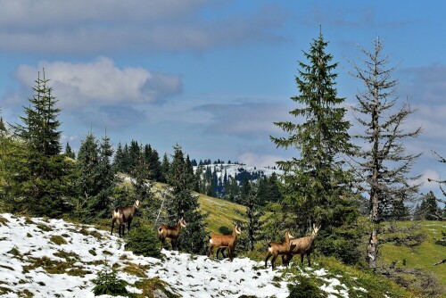 gamsen-im-hochgebirge-7821.jpeg