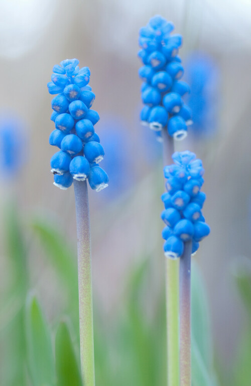 Aufnahme einer Traubenhyazinthe im eigenen Garten. Diese Blumen sind vereinzelt auch in der freien Natur zu finden.

Aufnameort: Garten
Kamera: Olympus, E-3