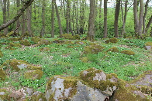 eichen-hainbuchen-erlen-mischwald-mit-anemonen-9611.jpeg