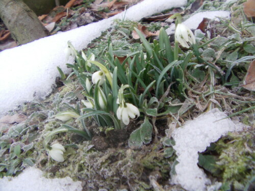 schneeglockchen-gefullte-form-galanthus-nivalis-l-8260.jpeg