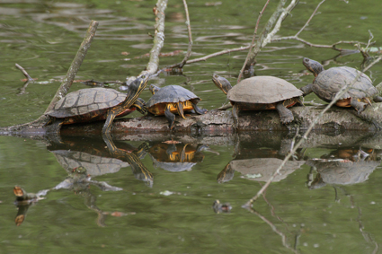 gelbbauch-schmuckschildkroten-7857.jpeg