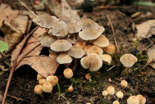 Gesäter Tintling
Coprinellus disseminatus syn. Coprinus disseminatus
EF-S18-55mm f/3.5-5.6 IS
ƒ/10.0 49.0 mm 1/50

Aufnameort: Zittau
Kamera: Canon EOS 500D