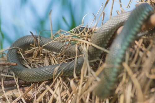 

Aufnameort: Ilkerbruch / Wolfsburg
Kamera: Canon 6D mit 70-300 IS