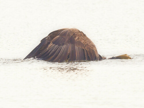 seeadler-als-glockenreiher-7871.jpeg