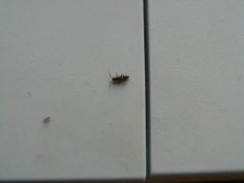 springschwanz-orchesella-flavescens-entomobryidae-9708.jpeg