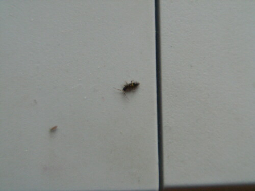 springschwanz-orchesella-villosa-8263.jpeg