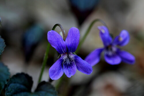 wohlriechendes-veilchen-viola-odorata-9502.jpeg