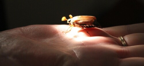 Der Maikäfer flog in den hell erleuchteten Flur. Ich machte das Licht aus (Verbrennungsgefahr), ließ ihn auf meine Hand krabbeln und leuchtete ihn mit der Taschenlampe an. Meiner Frau gelang dieses schöne Foto. Wir haben so lange keinen Maikäfer mehr gesehen!

Aufnameort: Schwentinental, Eggertskroog 7 im Flur
Kamera: Canon 650 D