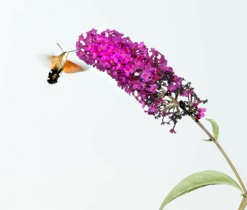 Vor einer Budleja-Blüte schwirrender Taubenschwanz

Aufnameort: Eigener Garten in Weidenbach (Mittelfranken)
Kamera: Nikon D600