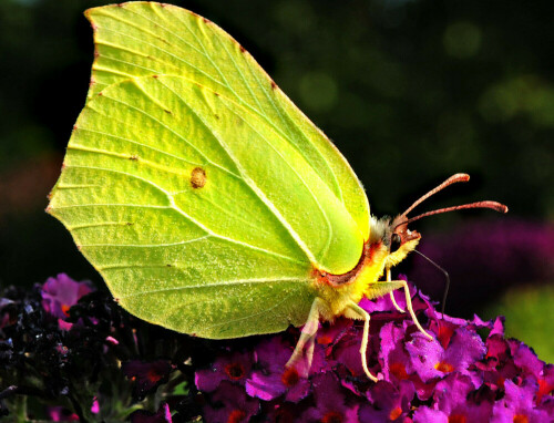 Männlicher Zitronenfalter an Budleja-Blüten saugend

Aufnameort: Eigener Garten in Weidenbach (Mittelfranken)
Kamera: Nikon D600