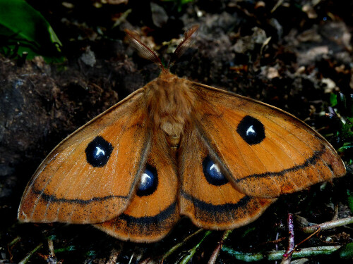 Der Nagelfleck ist ein Charaktertier des Buchenwaldes.

Aufnameort: Weidenbach (Mittelfranken)
Kamera: Panasonic DMC-FZ200