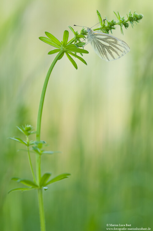 Hallo alle zusammen,
diesen Rapsweißling konnte ich letzte Woche fotografieren, 
es war der einzigste Schmetterling, den ich gefunden habe.

Mehr Fotos gibt es auf meiner Homepage unter:
http://fotografie-mariuslucabast.de

Aufnameort: Gensingen
Kamera: Nikon D300, Sigma 150mm 2,8 OS