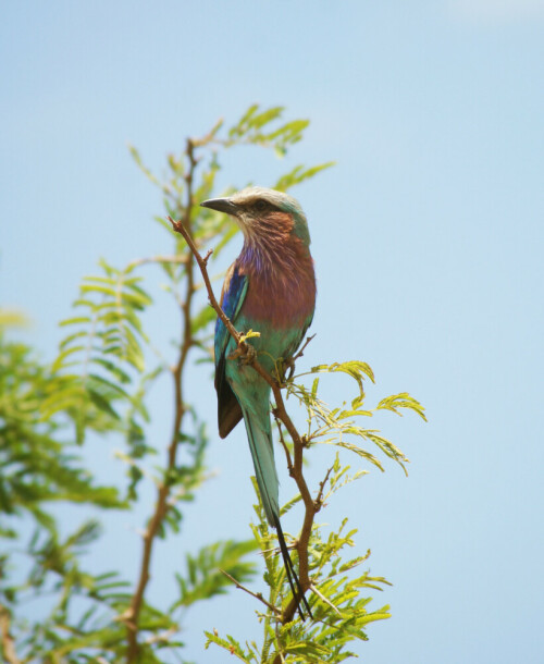 lilac-breasted-roller-7887.jpeg