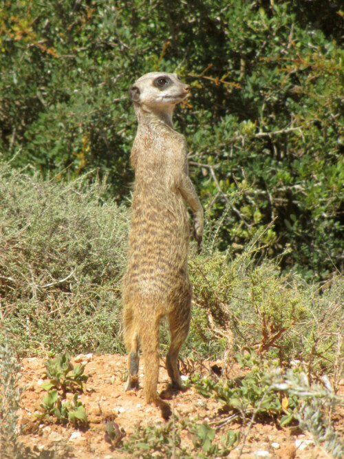 meercat-on-duty-7889.jpeg