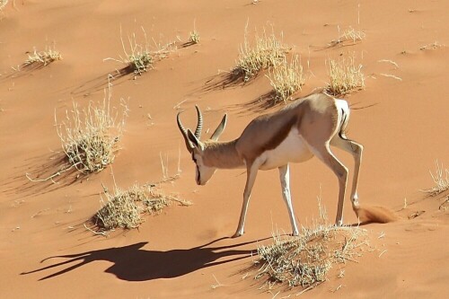 

Aufnameort: Namibia, Sossusvlei, Namib-Wüste
Kamera: Canon EOS 1200D