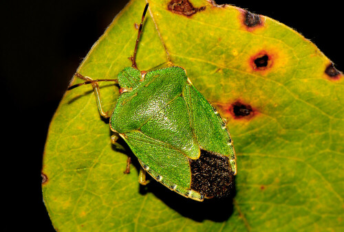 Ruhende Stinkwanze auf verletztem Eichenblatt.

Aufnameort: Eigener Garten in Weidenbach (Mittelfranken)
Kamera: Nikon D600