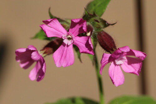 rote-lichtnelke-silene-dioica-10038.jpeg