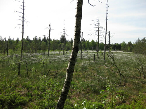 Im Wurzacher Ried stirbt der Wald - und Naturschützer freuen sich: Die Baumleichen zeigen, dass Wiedervernässung und Moor-Regenierung Fortschritte machen.
http://martin-ebner.net/topics/nature/moore/

Aufnameort: Bad Wurzach
