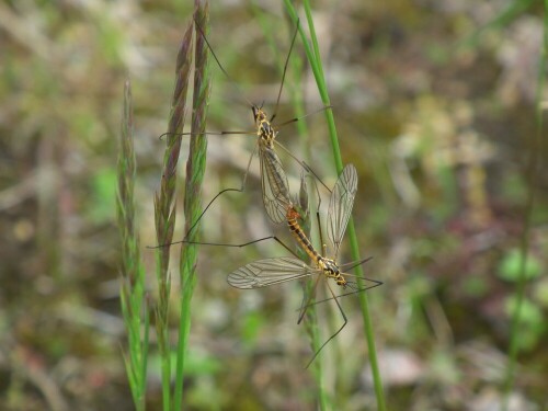 

Aufnameort: Rübker Moor bei Hamburg
Kamera: Fuji Fine Pix HS10