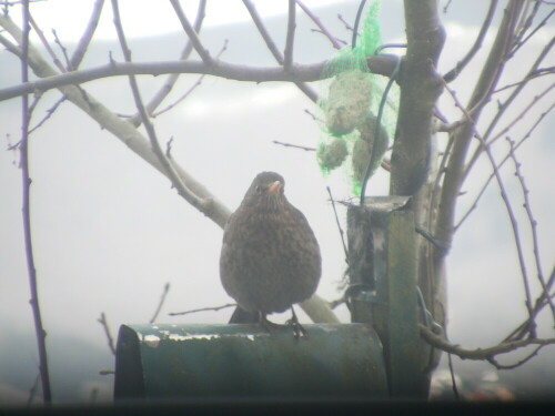 Weibliche Amsel manchmal auch im Winter im Garten.
http://de.wikipedia.org/wiki/Amsel

http://www.nabu.de/tiereundpflanzen/voegel/forschung/amselsterben/14161.html

Aufnameort: Eiershausen Garten
Kamera: Medion Digitaler Full-HD-Camcorder mit Touchscreen Medion Life