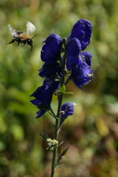 Eine Hummel bei ihrem Abflug von einer Eisenhut-Blüte

Aufnameort: Fellhorn
Kamera: Sony Alpha 37