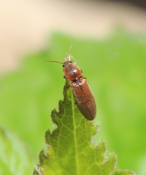 Da sich die Larven von Wurzeln ernähren, können die Käfer bei starkem Auftreten erhebliche Schäden anrichten.

Aufnameort: Marburg, An der Zahlbach 19, Garten 19.05.2013
Kamera: Canon EOS 600D 1/400; 5,6; 50,0mm; ISO 100