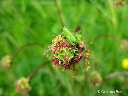 Grashüpfer parkt auf Feldblume

Aufnameort: Bayern, Neufahrn
Kamera: CANON, IXUS