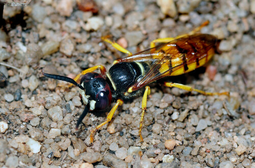 Der Bienenwolf trägt als Proviant für seine Brut ausschließlich gelähmte Honigbienen in sein Bodennest.

Aufnameort: Weidenbach (Mittelfranken)
Kamera: Nikon D300