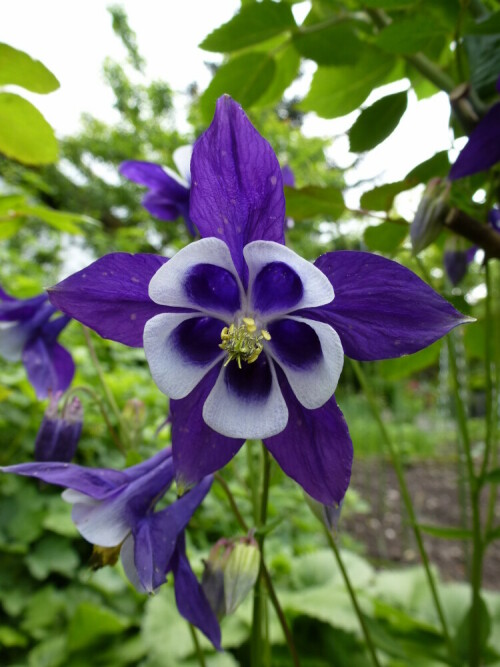 schöne Blüte der Akelei

Aufnameort: Freiburg
Kamera: Panasonic