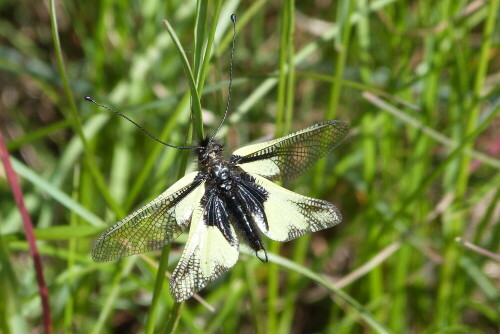 weder-schmetterling-noch-libelle-8180.jpeg