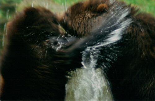 Jetzt sind die beiden jungen Kamtschatka-Bären schon größer geworden - toben nach wie vor gerne herum

Aufnameort: Hagenbecks Tierpark Hamburg
Kamera: Contax Aria, 400mm, Analog - digitalisiert