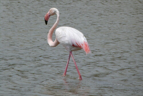 Flamingo in einem der Salztümpel in Aigues-Mortes am
Mittelmeer.

Aufnameort: Aigues-Mortes, Dep. Gard/Südfrankreich
Kamera: Lumix FZ 48